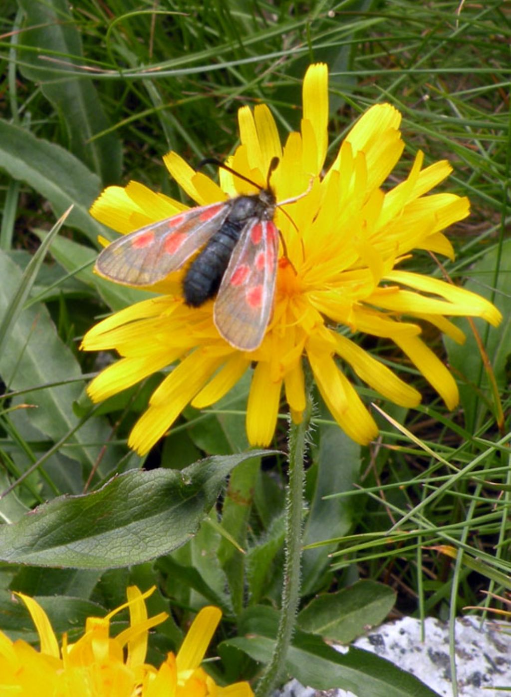 Zygaena exulans? S, femmina